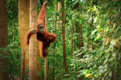  Majmun je čoveku čovek: Dokazao orangutan 