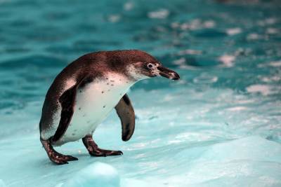  Pronađen pingvin bez "fraka" 