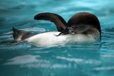  Zaposleni vode dijagram ljubavnih veza pingvina u japanskom akvarijumu 