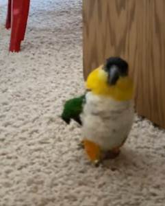  Ne kači se sa mnom! Urnebesan snimak posramljenog papagaja (VIDEO) 