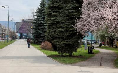  Drvo oštetilo nekoliko automobila u Sarajevu 