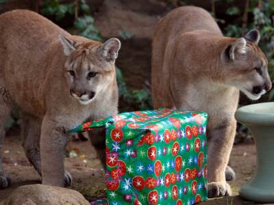  "Bubonska kuga" pronađena u pumama u Jelostounu 