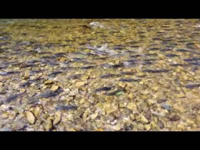  Spektakularan prizor kod Ključa: Započeo mrijest škobalja (VIDEO) 