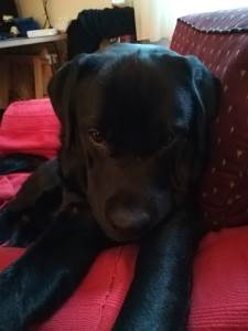  Psi protiv korone - za samo nekoliko nedelja nanjušiće one koji šire virus 