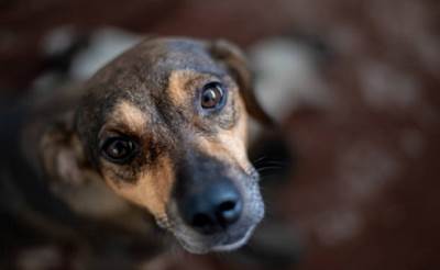  Priče iz izolacije: Sjećanje jednog psa 
