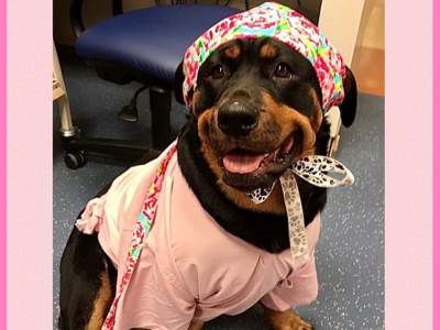  Najbolji pas: "Dogtor" Loki donosi radost i pacijentima i ljekarima 