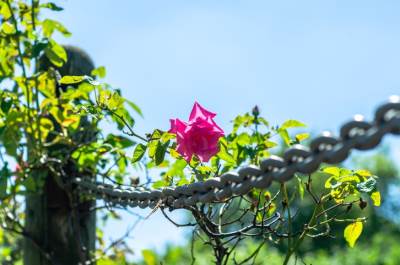  Priče iz izolacije: Ruža 