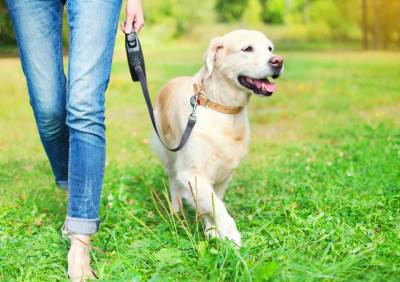  Njemačka donosi zakon kojim će šetnja psa dva sata dnevno biti obavezna 