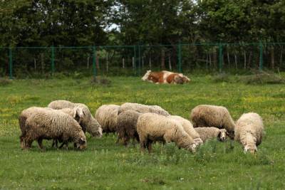  Veliki broj oboljelih od bruceloze u FBiH 