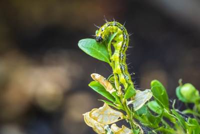  Priče iz izolacije: Sobno proleće 