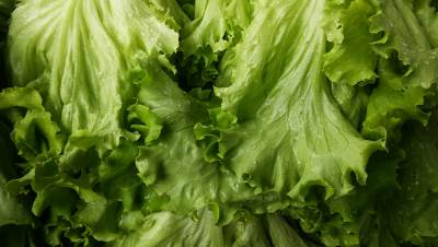  Kako da zelena salata duže traje 