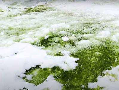  Na Antarktiku pada zeleni sneg, vidi se i iz svemira (VIDEO) 