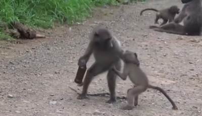  Fajt dva babuna oko flaše piva! (VIDEO) 