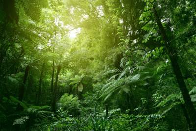  Tuga:  Posekli 9.000 stabala u Amazoniji starijih od 100 godina 