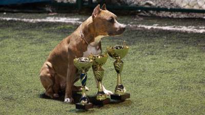  Izložba pasa "Sarajevo Winner" 