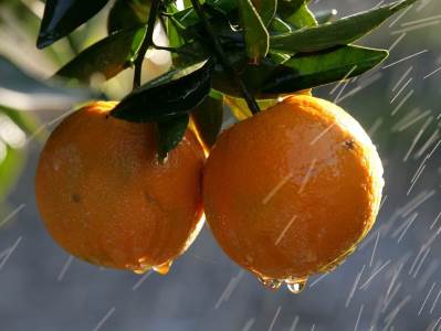  Antalija legende pomorandže  primorje Turska 