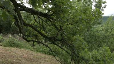  Čudesno drvo u Srbiji: Pod njim jedni traže blago, drugi mu se klanjaju 