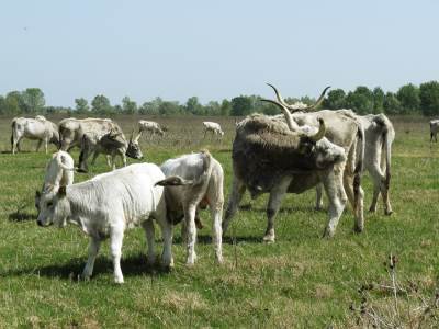  podolska goveda pašnjaci travnjaci 