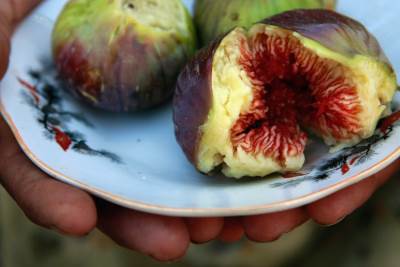  U smokvama pronađene kancerogene gljivice 