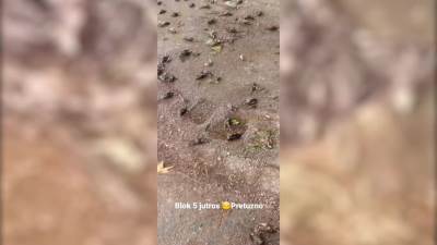  Hiljade mrtvih ptica preplavile Podgoricu!  (UZNEMIRUJUĆI VIDEO) 