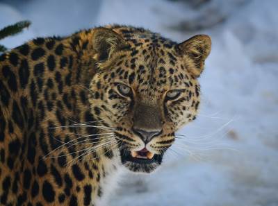  Zoo vrt Palić leopard  