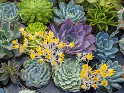  Ovu biljku ima svaka kuća, a mnogi ne znaju da je ljekovita: Liječi bol u ušima, kožne bolesti, snižava temperaturu... 