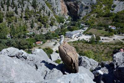 Bjeloglavi sup Luka pušten u prirodu nakon oporavka u Blagaju 