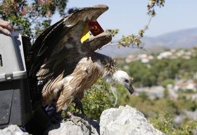  Luka se nije snašao u prirodi: Bjeloglavi sup vraćen u prethodno stanište 