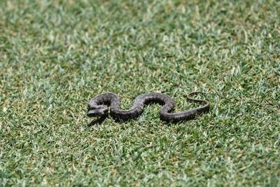  Nestašica zmijskog seruma, građani pozvani na oprez 