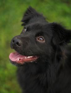  Danas je Međunarodni dan crnih pasa, koji, statistički, najteže nalaze dom 