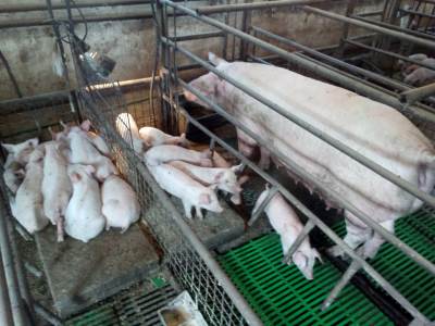  Slučajevo afričke svinjske kuge u Semberiji 