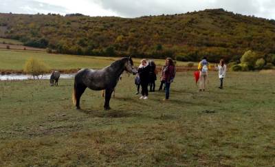  Divlji konji kod Livna  