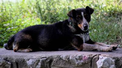  Psi spasili majku i djecu od požara 