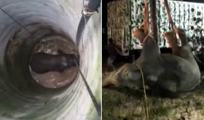  Spašavali slona iz bunara 12 sati: Nesrećna životinja bila van sebe, jedva ga izvukli iz duboke rupe (VIDEO) 
