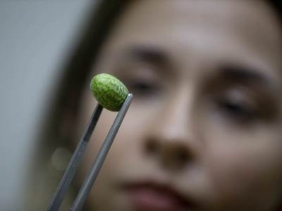  Izgledom podsjeća na lubenicu: Jeste li probali kukamele? 