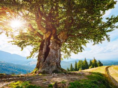  Koje ste drvo u keltskom horoskopu: Kažu da je ovaj horoskop ubjedljivo najtačniji! 