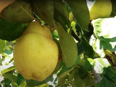  Čudo od voćke: Prepuno vitamina C i vlakana, uništava bakterije i liječi probleme s varenjem! 