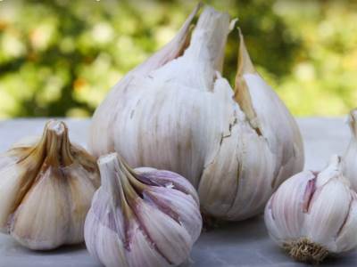  Koji je najzdraviji bijeli luk: Jednu vrstu nikad ne bi trebalo da kupite, a svuda je ima! 