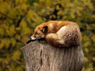  Pozadina pada aviona na Kozari: Posada nastradala u misiji suzbijanja teške zarazne bolesti 