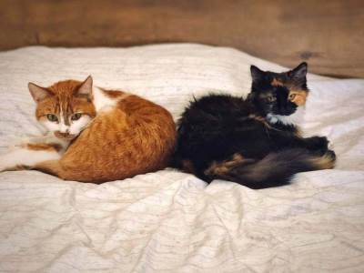  Upoznajte MONDO ljubimce: Filmska ljubav Milutina i Sofi (FOTO) 