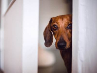  Ljubimci i petarde: Ako su vam komšije bezdušnici, evo šta možete da uradite da smirite životinju 