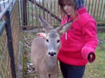  Prijateljstvo srne Micike i djevojčice Marije  