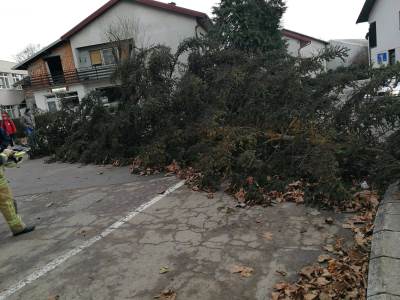  Problemi i u Prijedoru: Srušila se smreka visoka petnaestak metara (FOTO) 