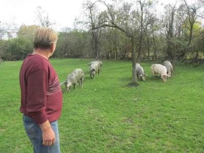  Svinjari na mukama: Virus "ugasio" proslave, cijena mesa pala na 2,5 KM 