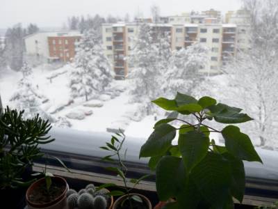  Za ove biljke kažu da privlače novac 