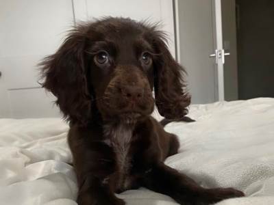  Najslađe štene ima 7,5 miliona pregleda: Dobro pogledajte, istopićete se kada primjetite neočekivani detalj! (VIDEO) 