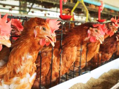  Ptičiji grip u Španiji 