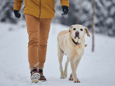  psi vodiči za slijepe u bih 