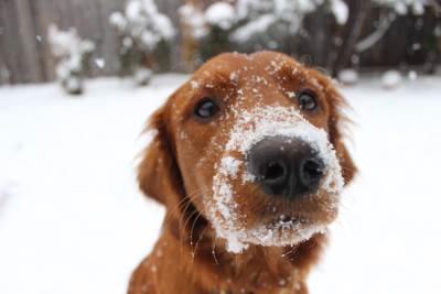  Šetnja s psom zimi: Kako da znate da li je vašem ljubimcu hladno 