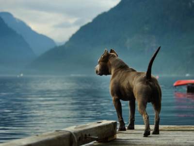  Istina i predrasude o pitbulovima: Kako da znate da li je ovo pas za vas? 